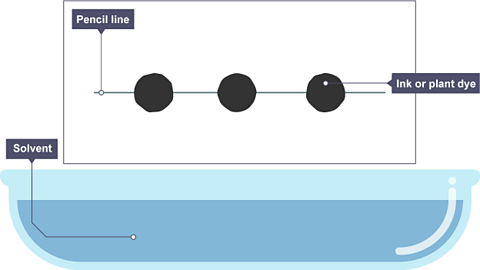 A pencil line is drawn, and spots of ink or plant dye are placed on it. There is a container of solvent, such as water or ethanol.