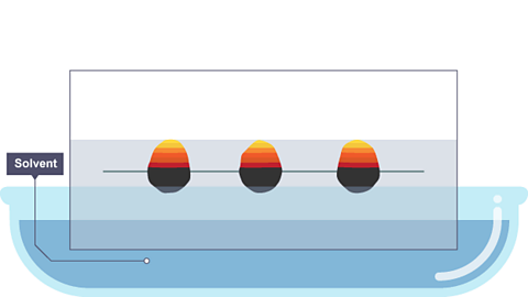 The paper is lowered into the solvent. The solvent travels up through the paper, taking some of the coloured substances with it.