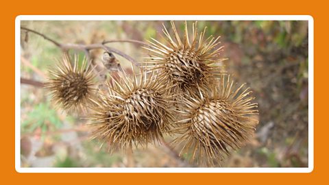 A burdock thistle. 