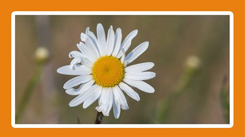 A close up of a daisy with white petals