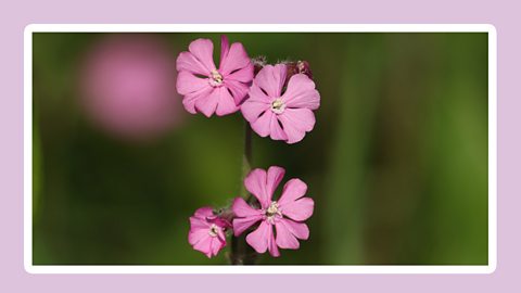 4 small flowers of red campion