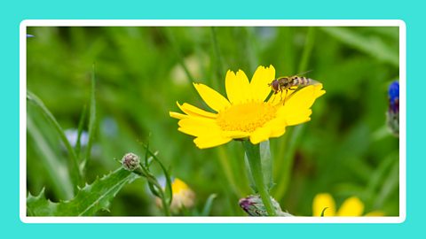 A yellow corn marigold and hover fly