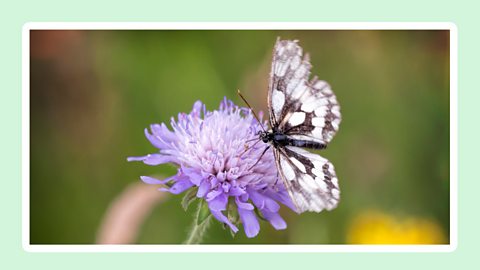 a butterfly visiting a scabious