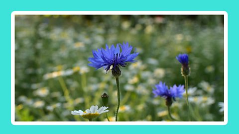 A blue cornflower amongst a meadow of daisies