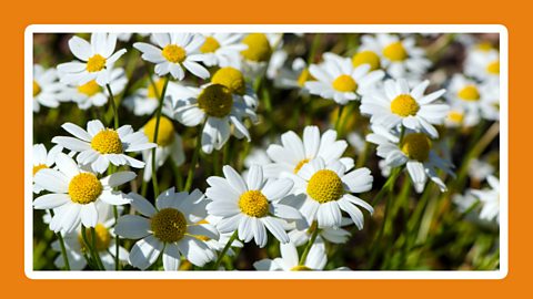 Lots white corn chamomile flowers.