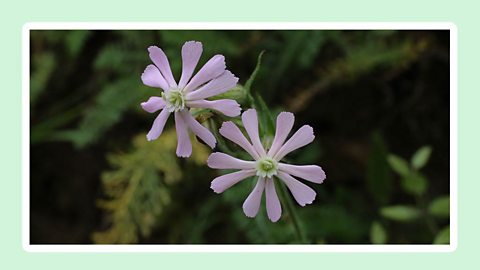 Purple flowers of Night-flowering catchfly