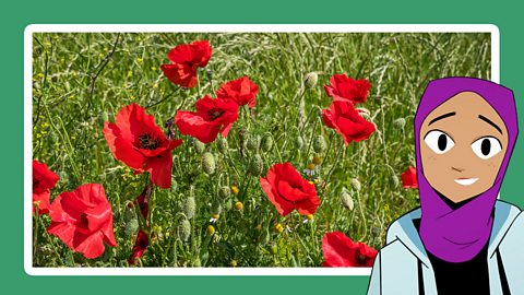 Red poppies growing in a meadow