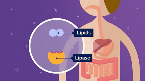 A lipase enzyme and lipids shown in the digestion system