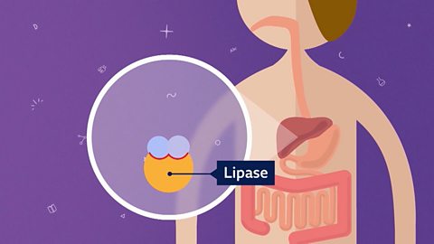 Enzymes like lipase have a specific shape. This shape fits into the molecule it will break apart or join together.