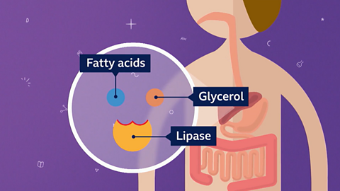 Lipase breaks down fats and oil (lipids) into fatty acids and glycerol to for storage.