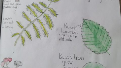 Louise has created a page to help her identify different species of tree by drawing their leaf structure, flowers and average tree height.