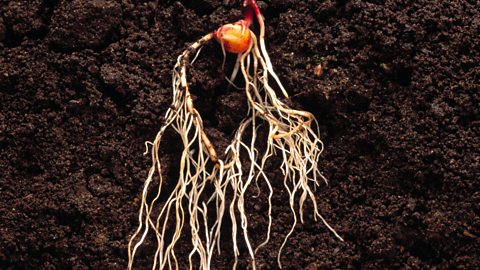 A photograph of the roots of a food crop growing below the soil