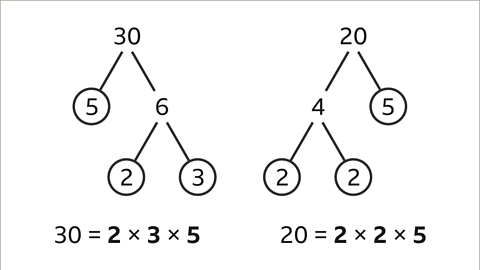 Two diagrams of branching number with equations. To the left: Thirty branching down to five (circled) and six. Six branching down to two and three – circled. Underneath: Thirty equals two multiplied by three multiplied by five. To the right: Twenty branching down to five (circled) and four. Four branching down to two and two – circled. Underneath: Twenty equals two multiplied by two multiplied by five.