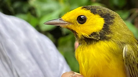CrowdScience, CrowdScience, Why do animals migrate? Part 1