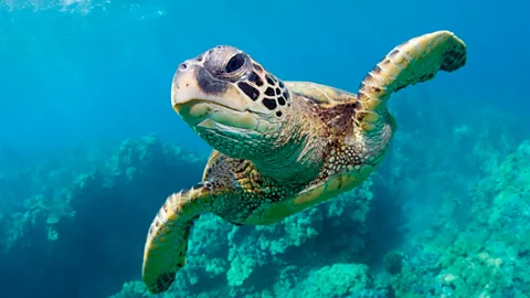CrowdScience, CrowdScience, Why do animals migrate? Part 2