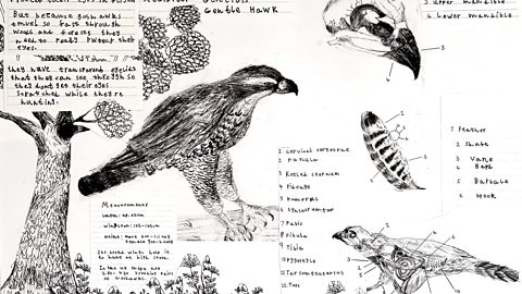 Benji has drawn a goshawk as well as diagrams of it's internal anatomy, feather and skull structure and woodland habitat. He has also added written facts and information.