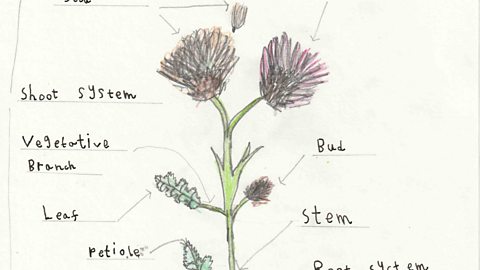 Benji has drawn a diagram labelling the different structures of a plant including the root system, flowers and leaves.