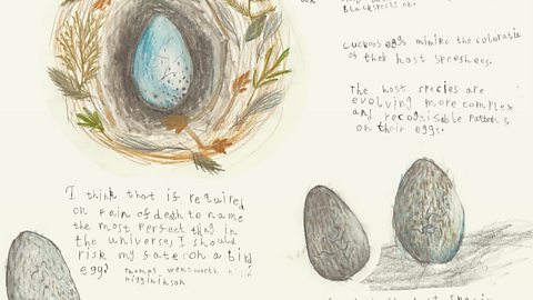 Benji has drawn the egg and nest of a song thrush and the eggs of a blackbird and a cuckoo. He has written about how the cuckoo has evolved so that it's egg mimics the colour of other birds eggs so it can lay it in their nest without them knowing. 