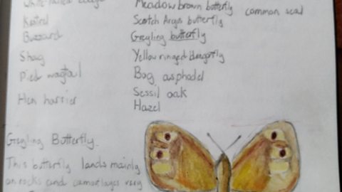 Louise has made an entry into her journal about a nature walk she went on and lists the species she saw. She has drawn an example of a greyling butterfly.