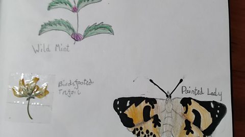 Louise has drawn a painted lady and common blue butterfly. She has also stuck in the flowers of birdsfoot trefoil and dead nettle.