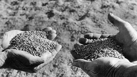 Witness History, Witness History, The Great American Grain Robbery