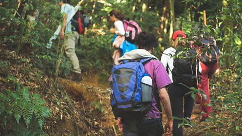 A group of people walking through a forest wearing backpacks.