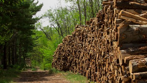 A large pile of chopped logs next to a dirt track road in a forest