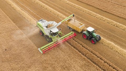 A tractor drives a harvester along a long field of crops