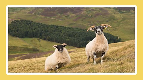 Sheep on a hillside