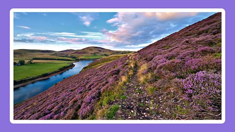 A heather-covered hillside in the Pentland Hills