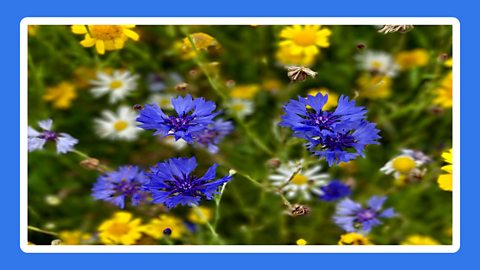 Wild flowers in the Pentland Hills