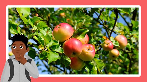 Ripe apples growing on a tree.