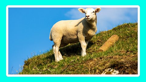 A lone sheep on a hillside.