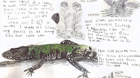 Benji has drawn a wall lizard which is bright green in colour and written about how he found it and some interesting facts. He has also drawn some plants around it including sea clover and white stonecrop.