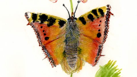 Benji has drawn and coloured in a red and yellow small tortoiseshell butterfly perched on a pink flowering plant.