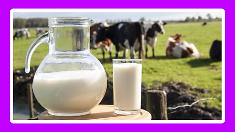 A jug of fresh milk outdoors in a field with cows in the background.