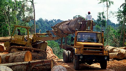 The Orang Rimba people live in the Sumatran rainforests of Indonesia. The Indonesian government does not recognise their right to the land that they live on. Their way of life is challenged as forests are destroyed to make space for palm oil plantations. 