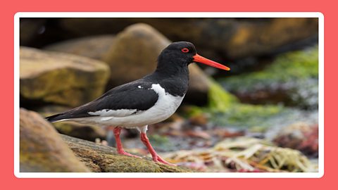 An oystercatcher