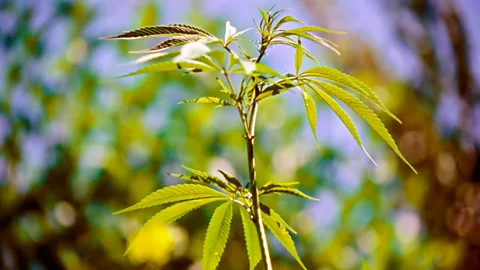 Witness History, Witness History, The chemistry of cannabis