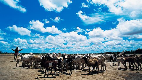 The population of the Sahel is increasing. More food is needed so more animals are put out to graze on the land. The animals eat the shrubs and grasses.