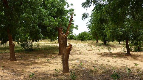 Deforestation is taking place across the Sahel. Wood is used as a fuel in the region. Greater numbers of people mean that more trees are cut down to use for fuel.