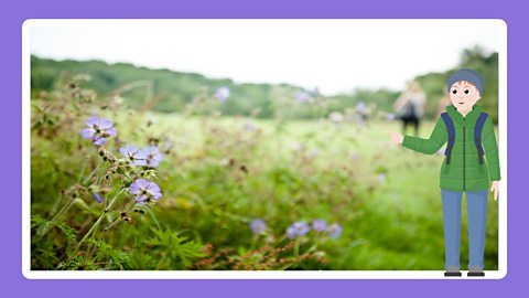 Flowers in a field