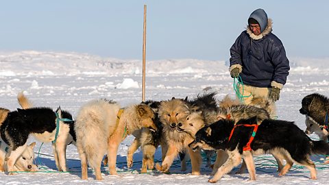 An Inuit hunter with his dogs near Kullorsuaq, Greenland