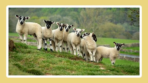 A flock of eight Swaledale mule lambs in springtime