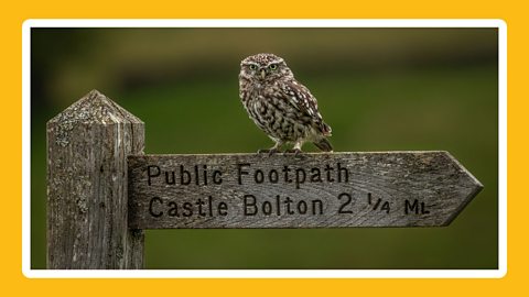 An owl perched on an old wooden public footpath sign 