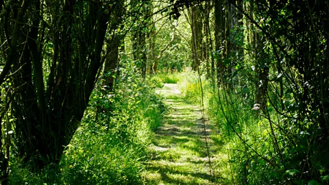 Discovery, Discovery, The Evidence: The nature of mental health