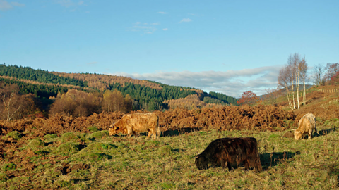 Three highland cows grazing on rough grazing land on a sunny day 