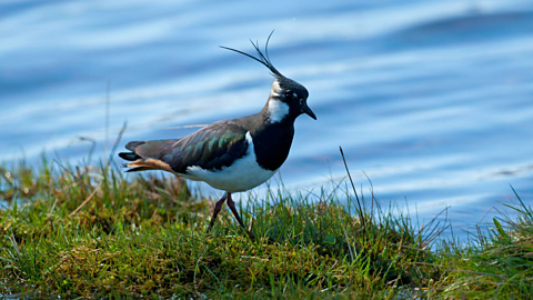 A lapwing bird at Insh Marshes