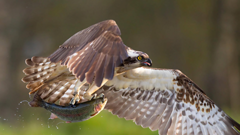 An osprey in flight having caught a rainbow trout