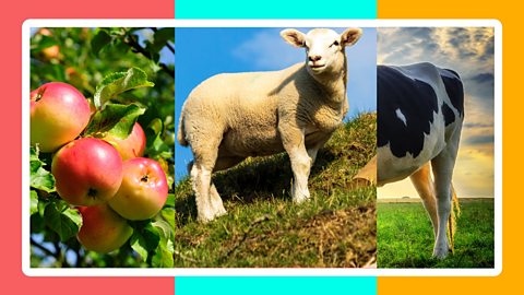 A combination of three images: some fruit, a lamb and a cow, to show mixed farming.